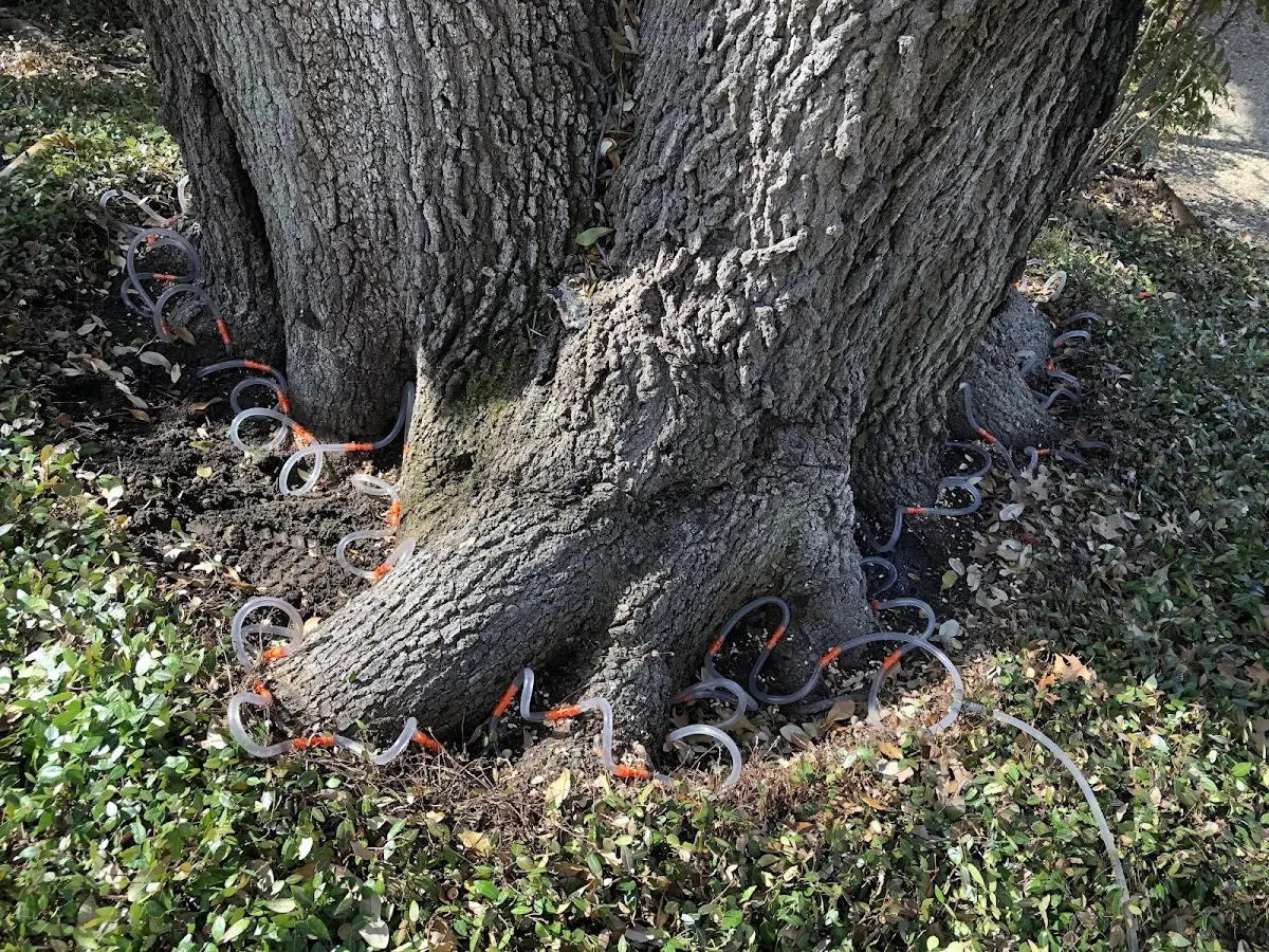 Detailed Tree Cabling and Bracing job site in Disney