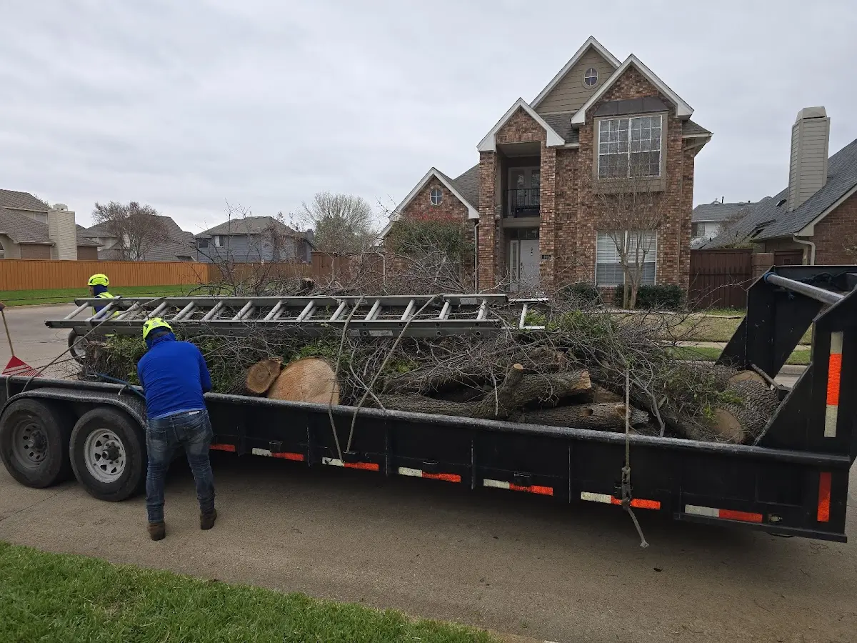 Expert Lot Clearing with proper safety equipment in Disney